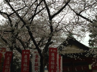 産湯神社yの桜20日