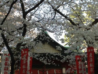 産湯神社の桜30日
