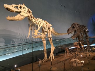 恐竜博物館2
