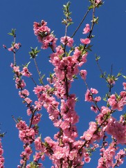 真田山公園　桜